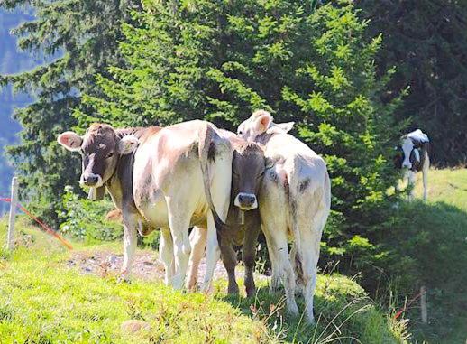 Zvířata v penzionu – hostince nebo okolí