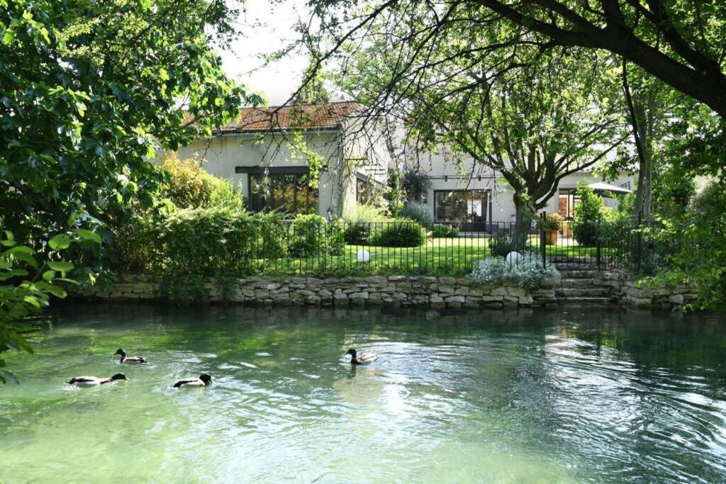 three ducks swimming in a pond in front of a house at A 5 minutes du centre à pied, @lamaisonauxcanards in L'Isle-sur-la-Sorgue