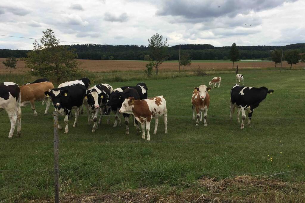 Zvířata v prázdninového domu nebo okolí