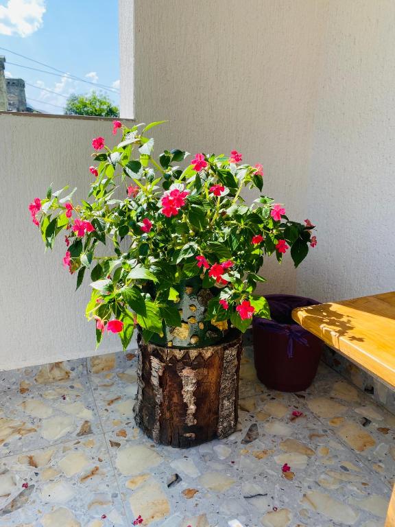 Zahrada ubytování Guest House Victor