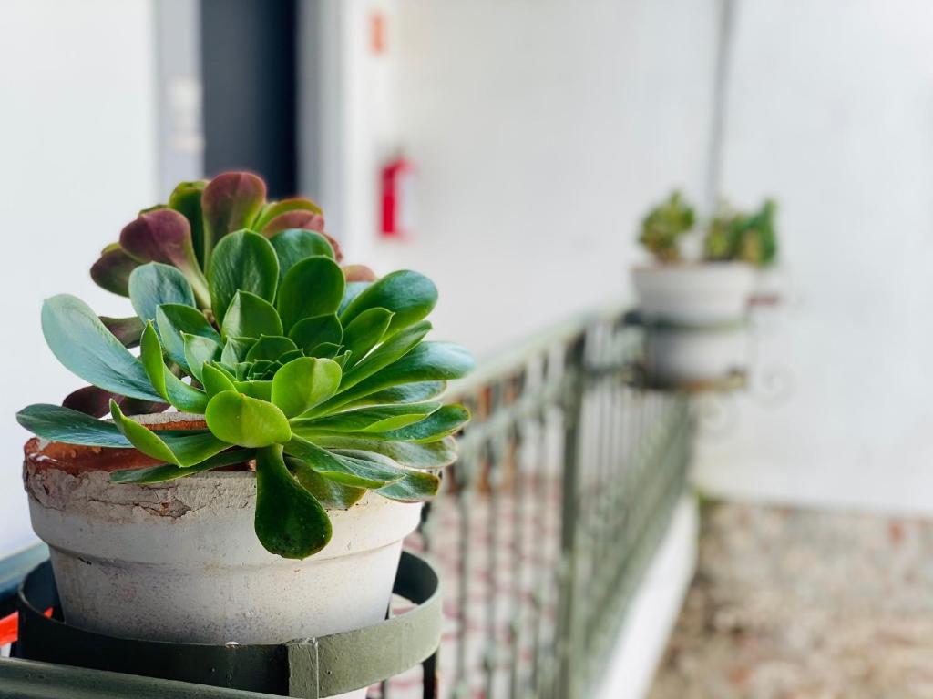 a potted plant sitting on a railing on a balcony at Kuku Ruku Hotel in Querétaro