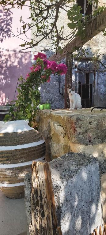 Fotografie z fotogalerie ubytování Vryses Crete-Village Vibes v destinaci Vryses