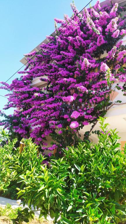 a bunch of purple flowers hanging from a building at Villa Jadranka Pakostane in Pakoštane