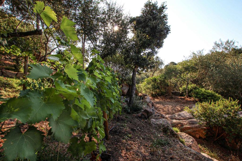 a vineyard with lots of green plants and trees at Chambre d'hôtes A Vadina Porticcio in Porticcio