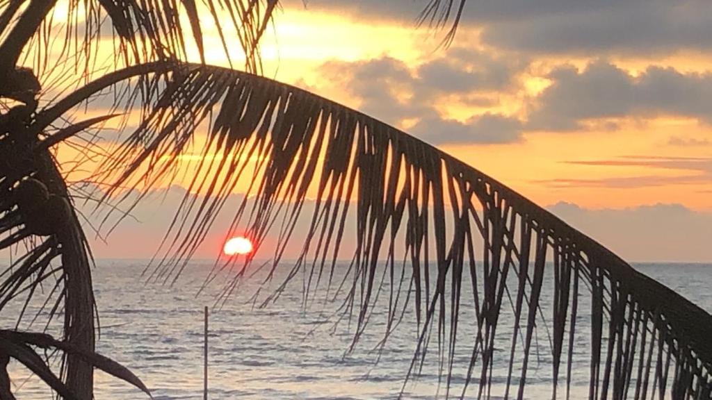 uma palmeira com o pôr-do-sol ao fundo em Casa frente al Mar EL PARAISO, Cojimies em Pedernales