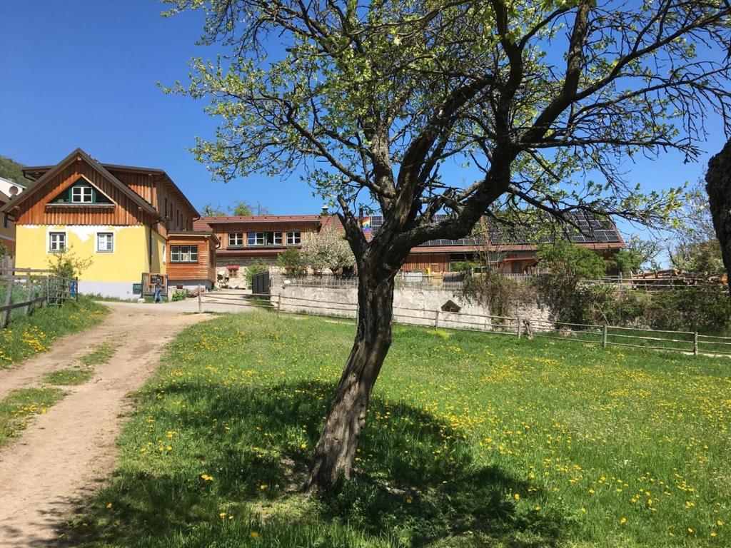 a tree in a field in front of a house at Hüdahof Niemtal in Niemthal