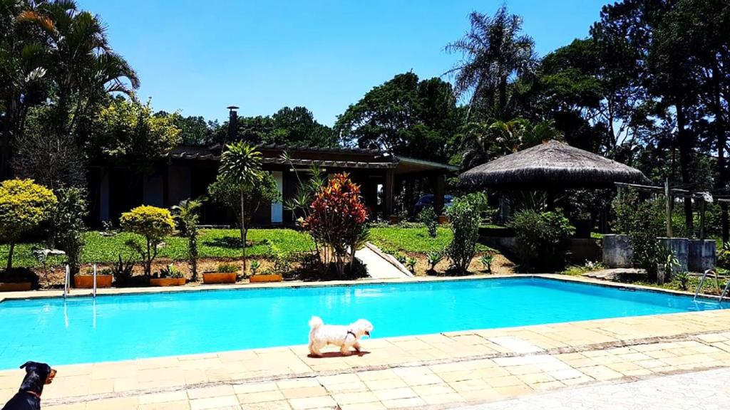 un perro de pie junto a una piscina en Casa de campo c piscina e churrasq - Mairipora - SP, en Mairiporã