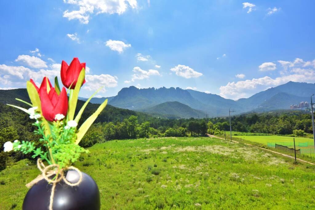 a vase with a red flower in a field at Ulsanbawi Rock View Apartment in Sokcho