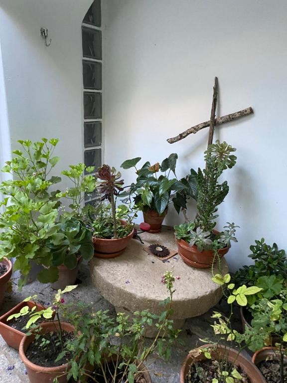 un grupo de plantas en macetas sentadas sobre una mesa en Casa do Menino Jesus, en Évora