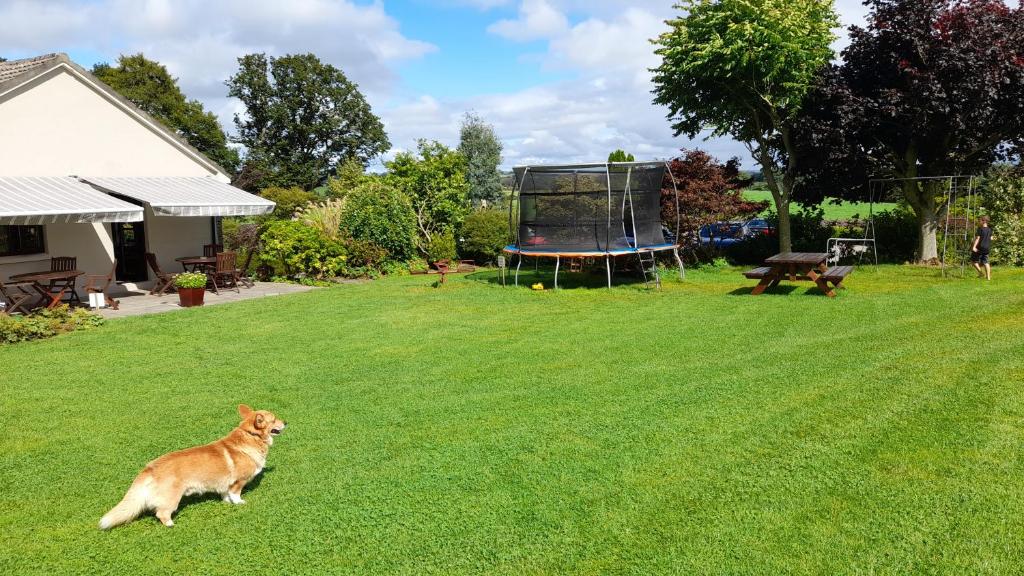 Domácí mazlíčci ubytovaní s hosty v ubytování Inveraray Farm