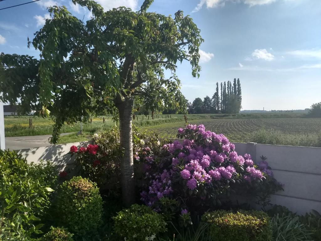Zahrada ubytování DHofstede vakantiewoning