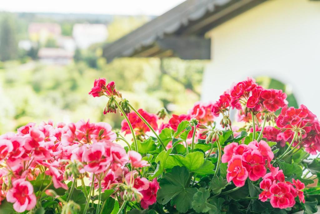 Landgasthaus Sonne - 11