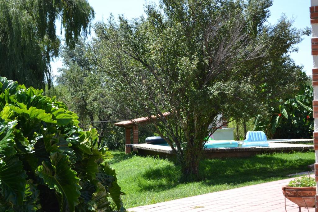 un jardín con un árbol y una piscina en La Banda Apart Hotel, en Tarija