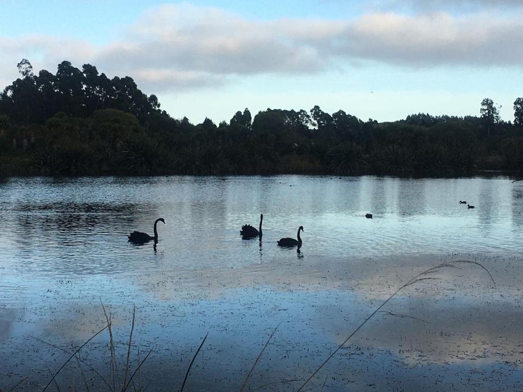um grupo de aves a nadar num lago em Calm Swan Villa em Christchurch