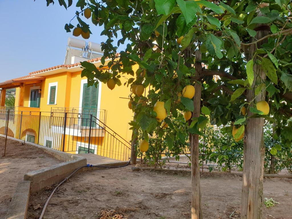 a lemon tree in front of a yellow house at Casa Vacanze Il Frutteto in Massa Lubrense