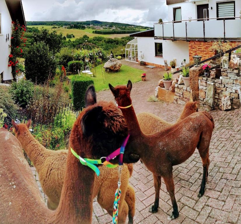 ein paar nebeneinander stehende Tiere in der Unterkunft Ferienwohnung Alpaka Blick in Schneppenbach