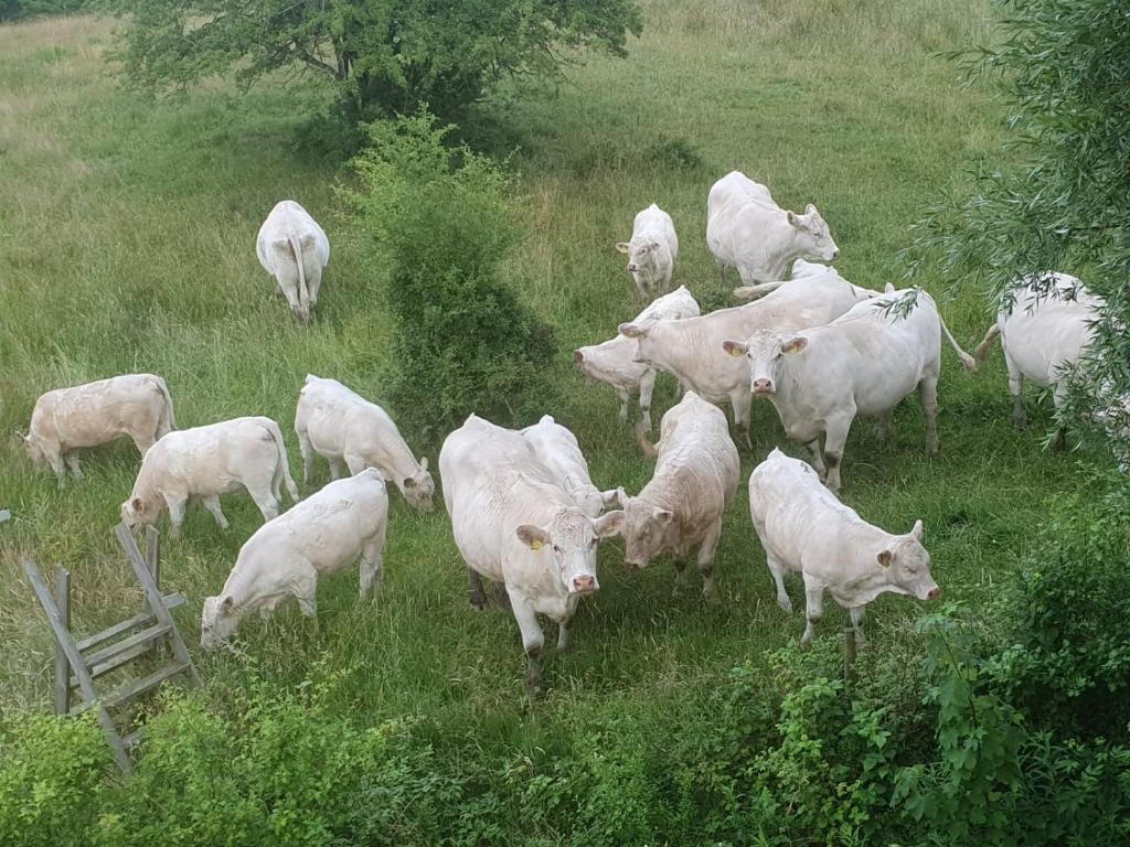 Zvířata v prázdninového domu nebo okolí