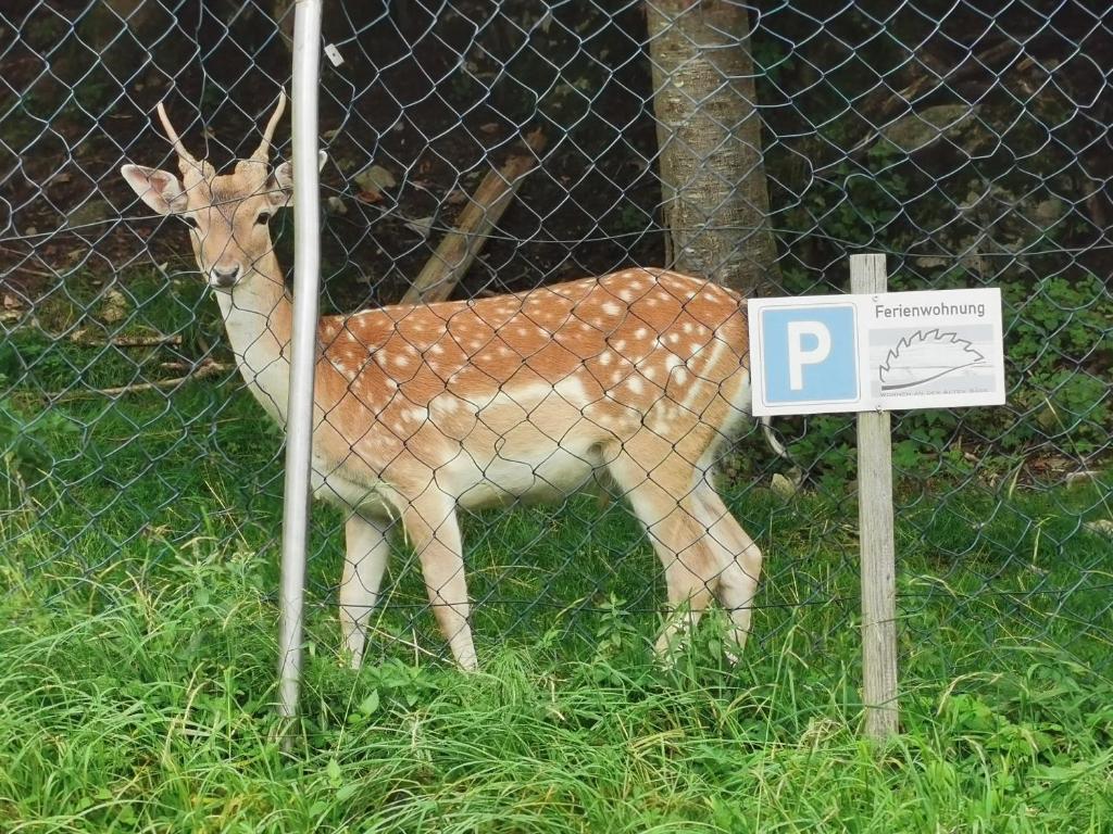 Zvířata v apartmánu nebo okolí