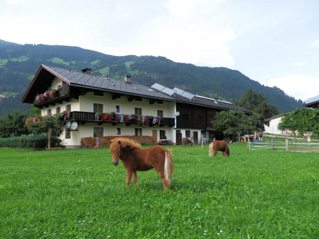 Zvieratá v ubytovaní bed & breakfast alebo blízkom okolí