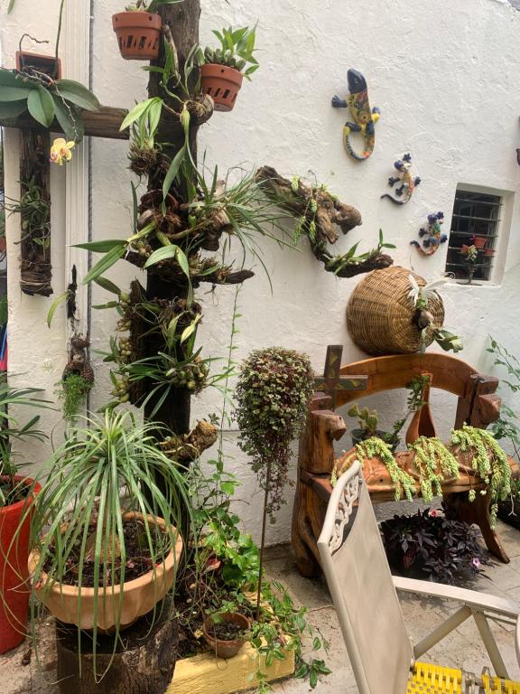Zahrada ubytování Casa La Minerva