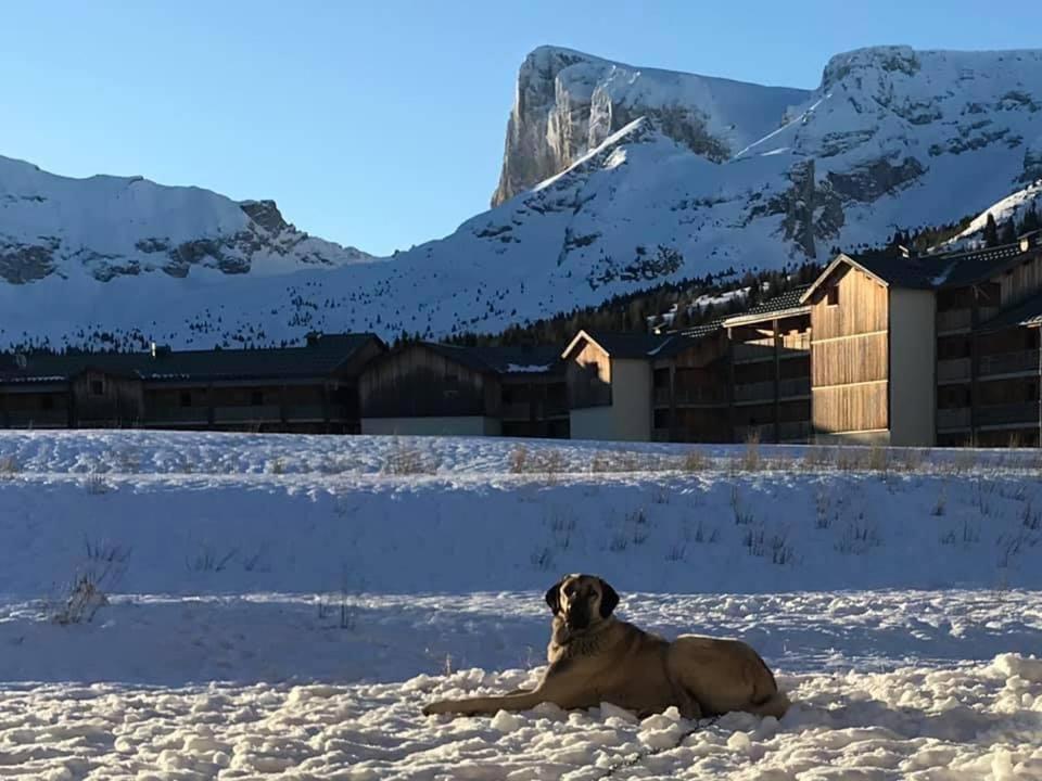 un perro tirado en la nieve con una montaña en el fondo en Les chalets de superD, apt 7-9 personnes, en Le Dévoluy