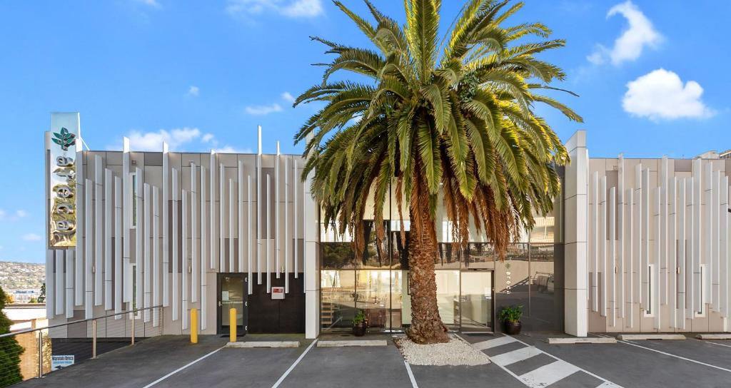 a palm tree in front of a building at Areca Launceston in Launceston