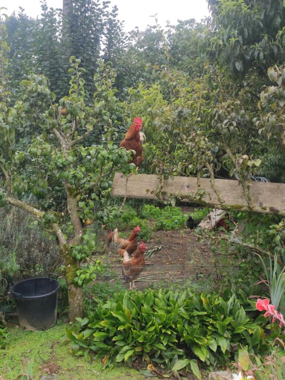 a couple of chickens standing in a garden at bienvenue chez Joëlle et André au 207 in Balazé