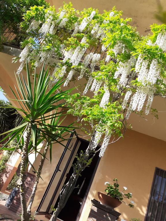 Zahrada ubytování CASA DEGLI OLEANDRI