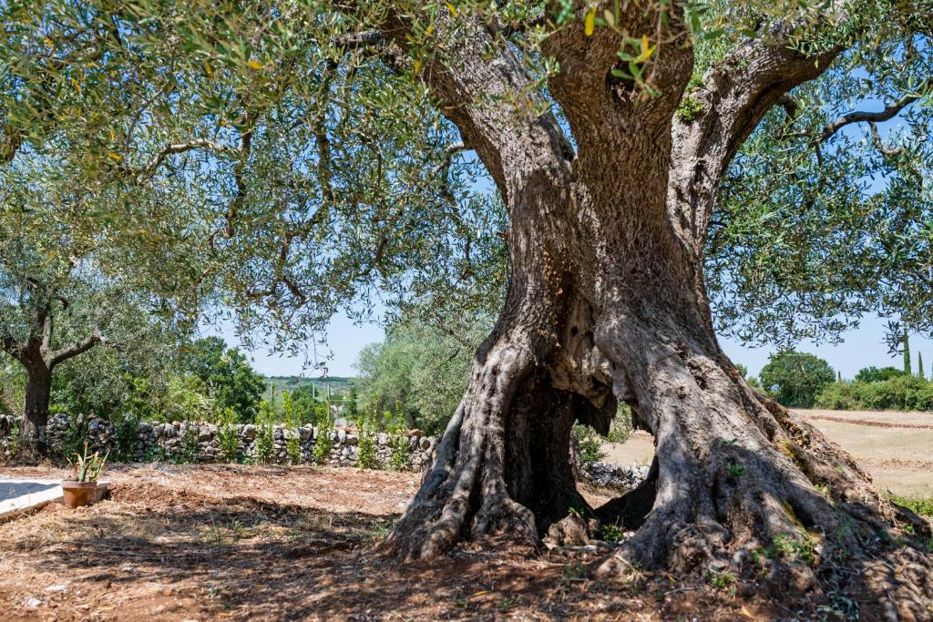 Ogród w obiekcie Il Trullo della Rondinina