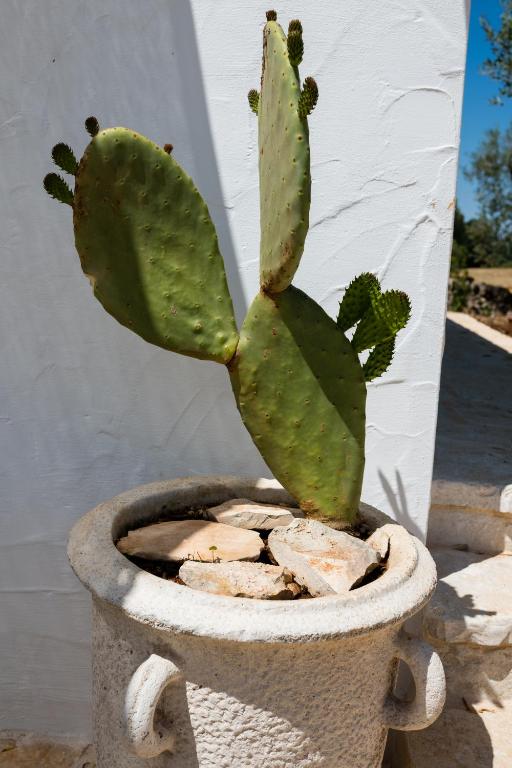 Zdjęcie z galerii obiektu Il Trullo della Rondinina w Alberobello