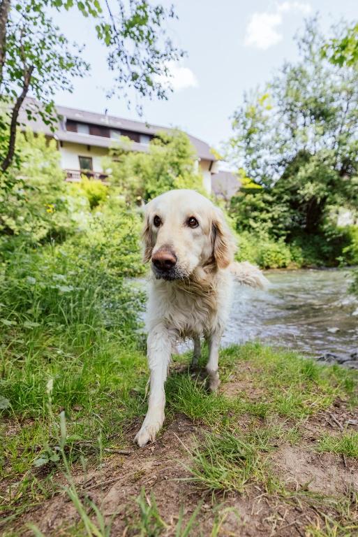 Domácí mazlíčci ubytovaní s hosty v ubytování Landgasthof Zum Hammerschmied