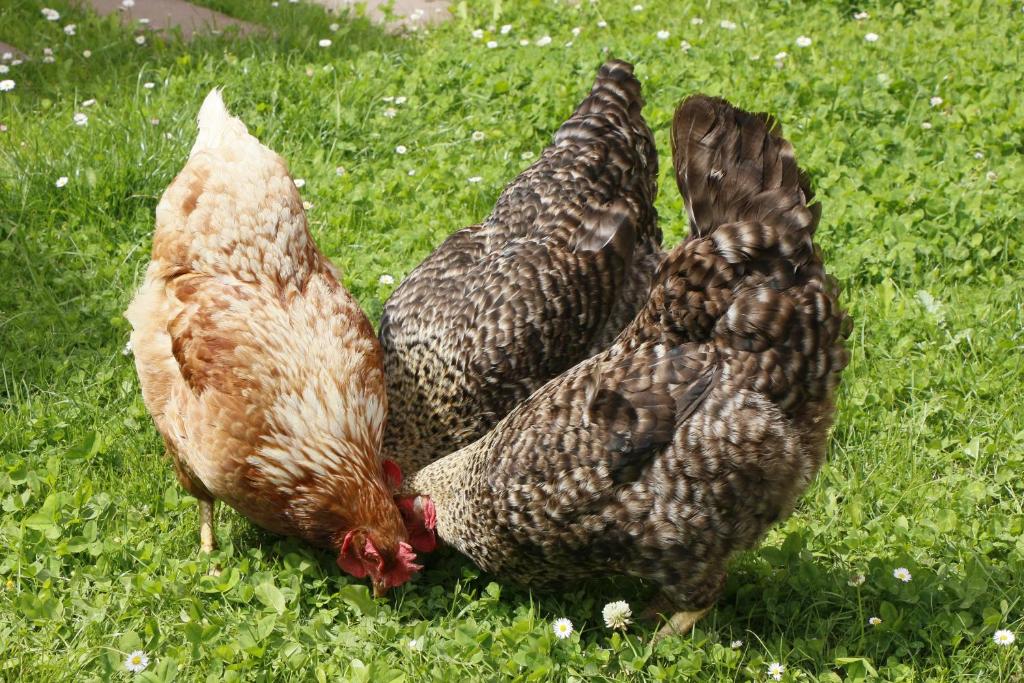 Zvieratá vo vidieckom dome alebo blízkom okolí