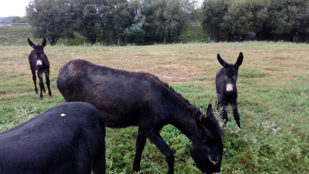 Zvieratá vo vidieckom dome alebo blízkom okolí