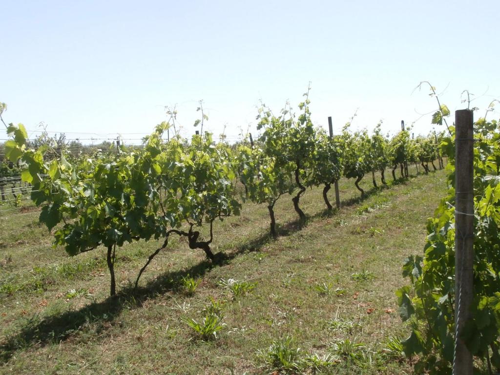 Zahrada ubytování Agriturismo Poggio Sassineri