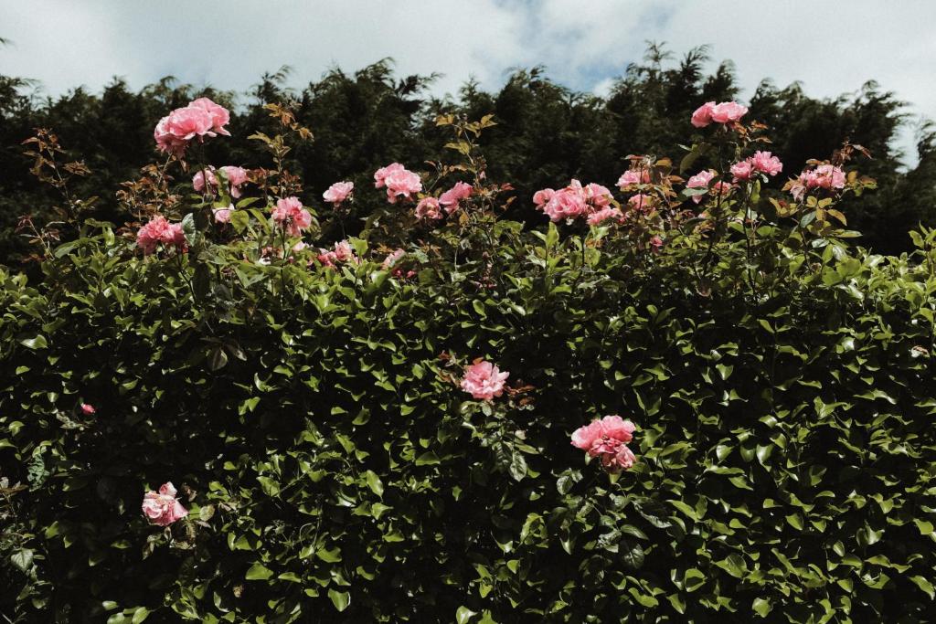 a bunch of pink roses in a bush at Glenhill B&B in Wexford