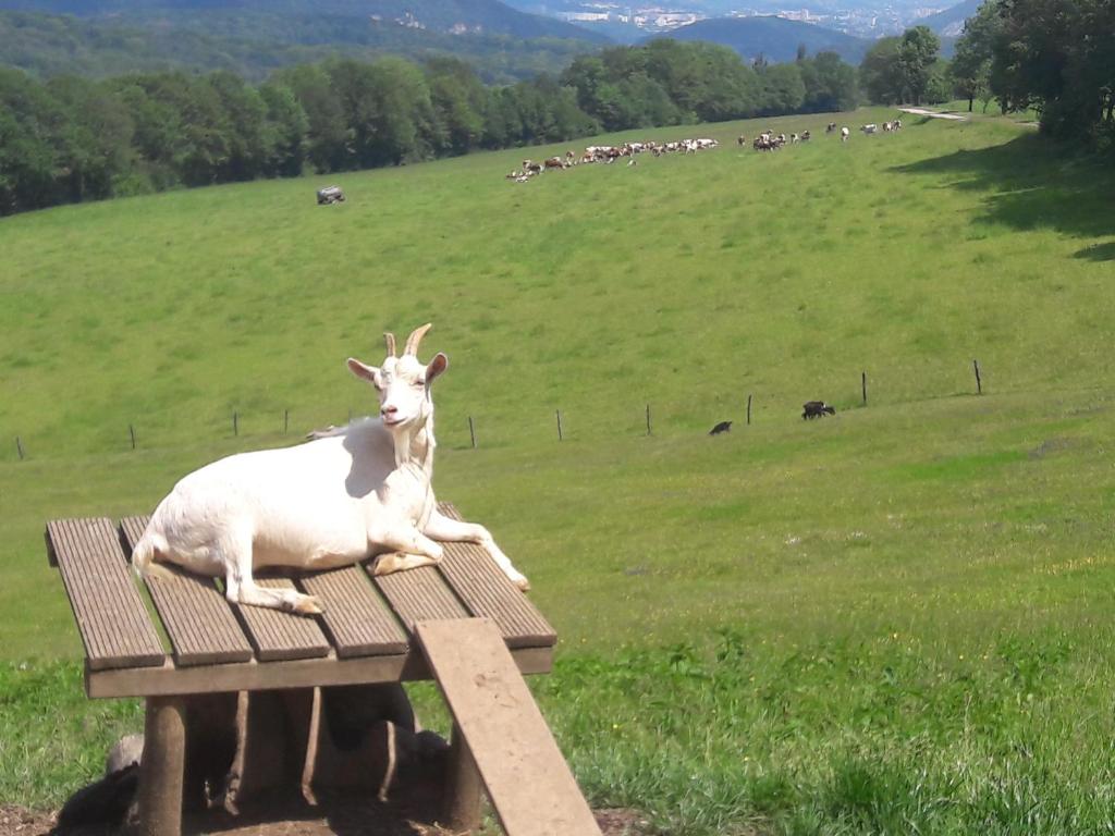 uma cabra deitada sobre uma mesa de madeira num campo em Au Doubs Repos em Vorges-les-Pins