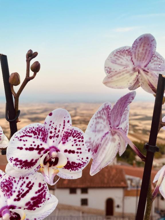 Kép RELAIS SAN MARCO LUXURY GUEST HOUSE szállásáról Volturino városában a galériában
