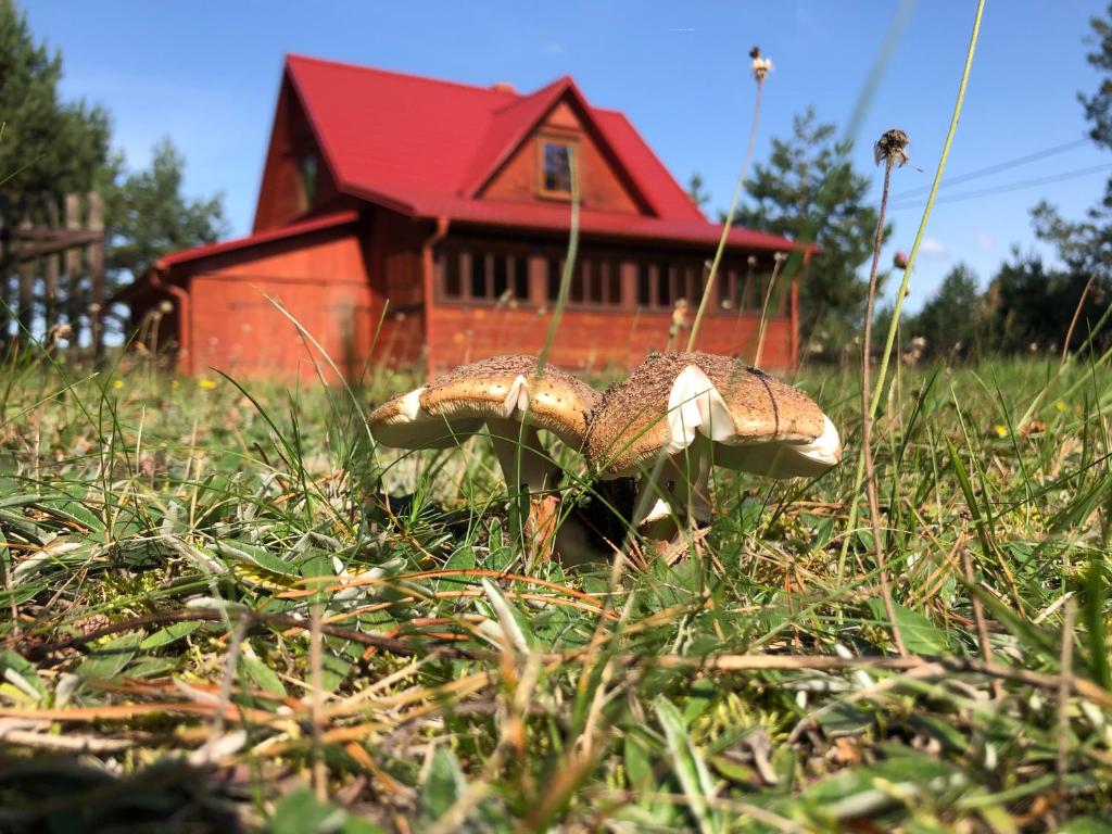 dos hongos en la hierba frente a una casa roja en Czerwony Domek na Podlasiu przy lesie, en Mielnik