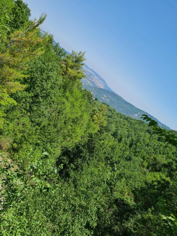 una colina cubierta de árboles verdes con un cielo azul en Casa Parco Nationale del Pollino, en Alessandria del Carretto