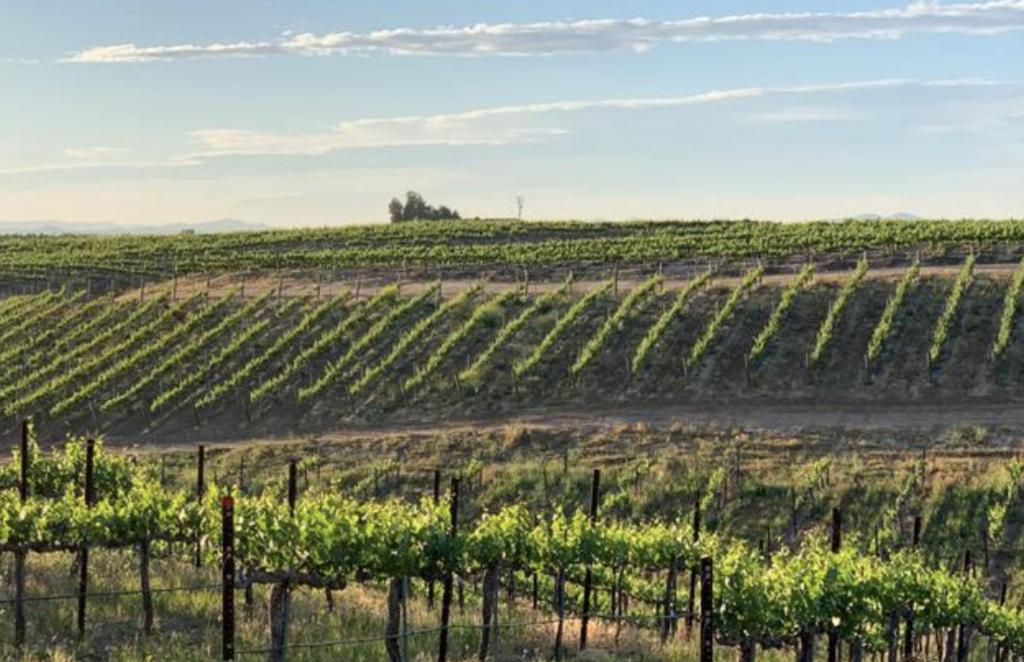 Domaine Chardonnay - Room King Con Mountain View