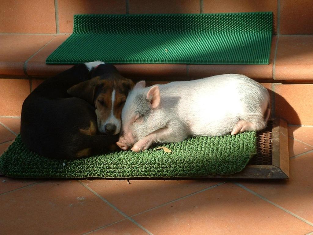 Domácí mazlíčci ubytovaní s hosty v ubytování Agriturismo La Pineta