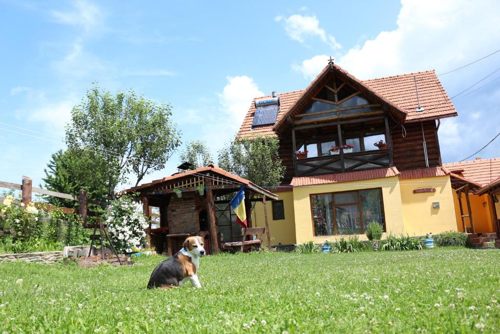 einem Hund, der im Gras vor einem Haus sitzt in der Unterkunft Cabana Ollie Retezat in Rîu Bărbat