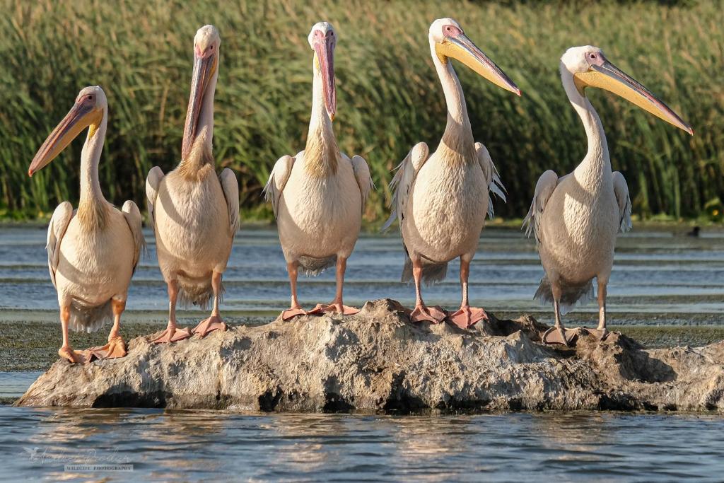 eine Gruppe von Pelikanen, die auf einem Felsen im Wasser stehen in der Unterkunft Bunica Maria - Guesthouse for birders in Mahmudia