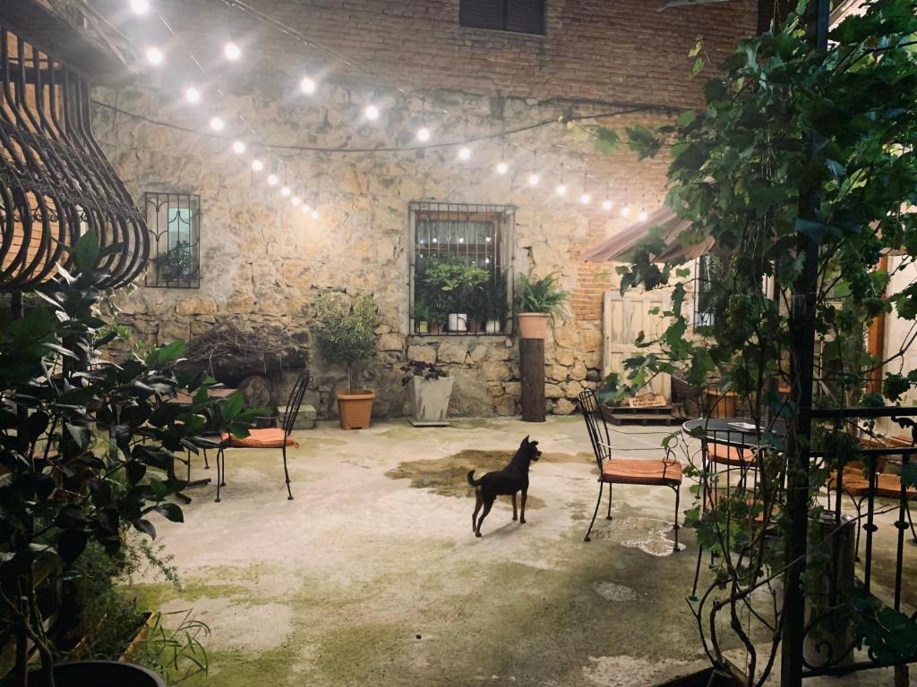 Domácí mazlíčci ubytovaní s hosty v ubytování Gala Boutique Hotel
