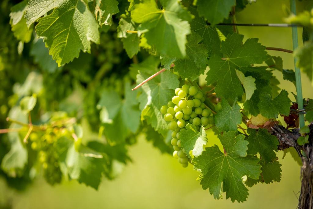 Fotografie z fotogalerie ubytování Weingut-Gästehaus Birnstingl v destinaci Gamlitz