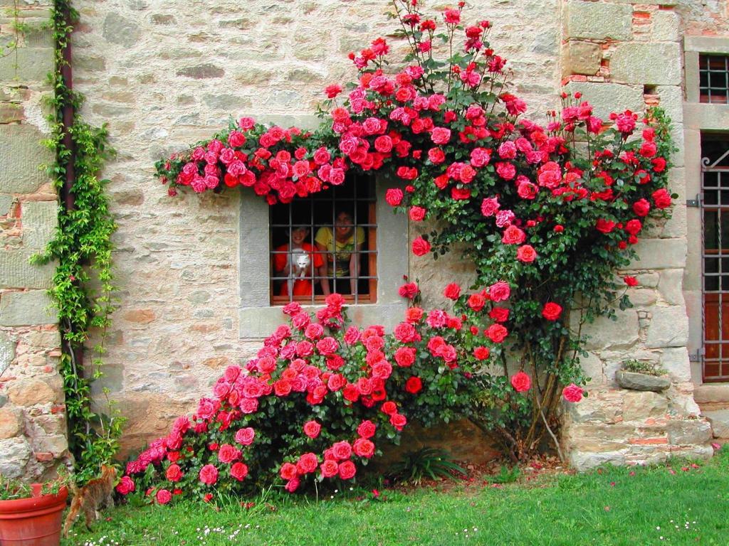 een raam met een bos rode bloemen bij Agriturismo "Ai frati" in Pieve Fosciana