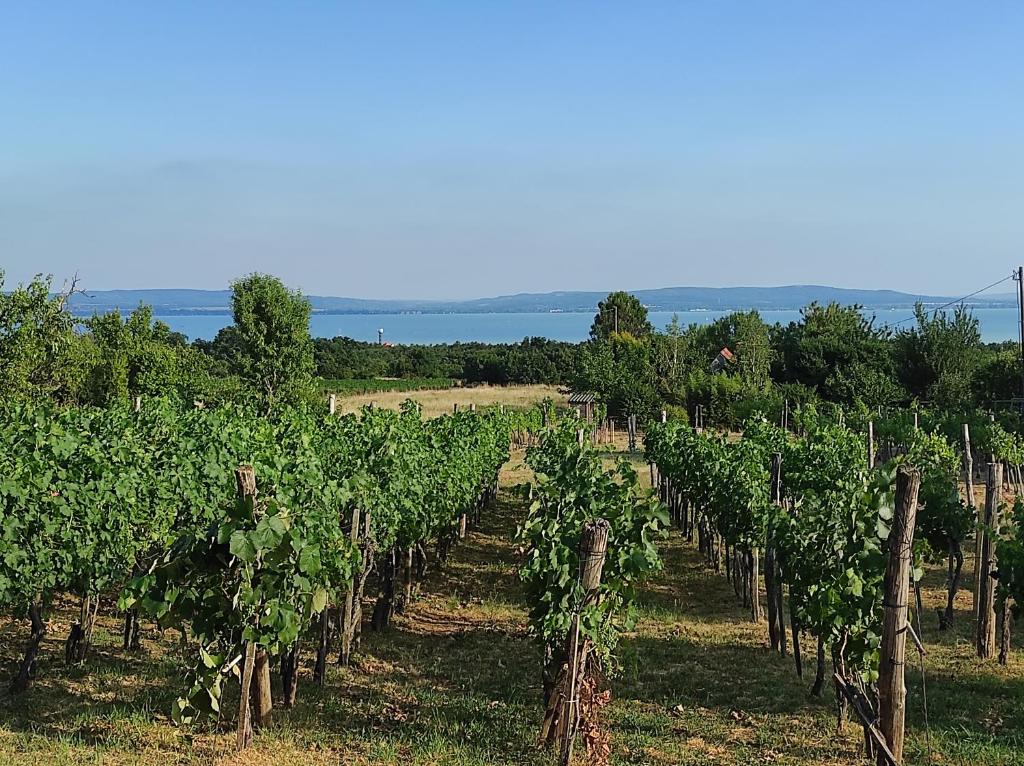 une rangée de vignes dans un vignoble dans l'établissement Kisház a szőlőhegyen, à Balatonakali