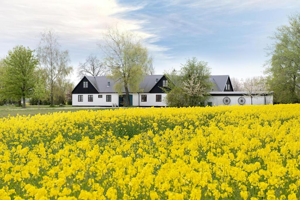 un campo de flores amarillas delante de una casa en Mellby Atelier på Österlen, en Kivik