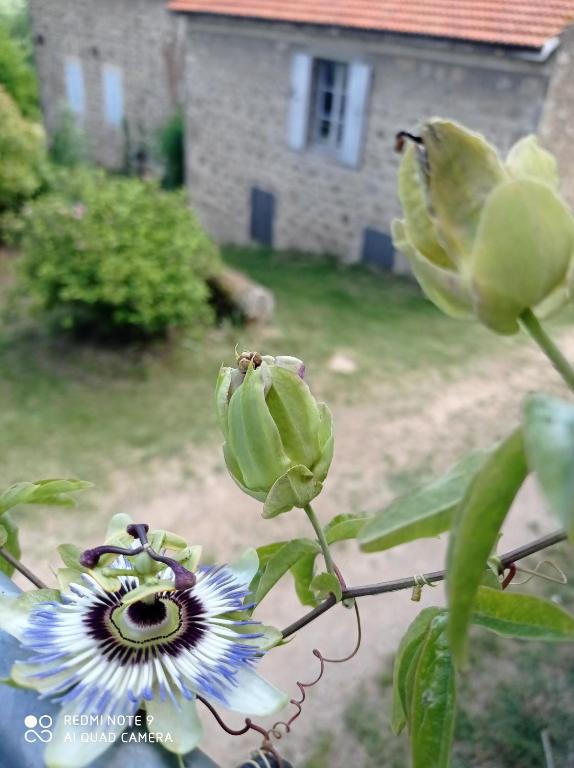 - la fermeture d'une fleur devant une maison dans l'établissement Ferme de fenivou, à Boulieu-lès-Annonay