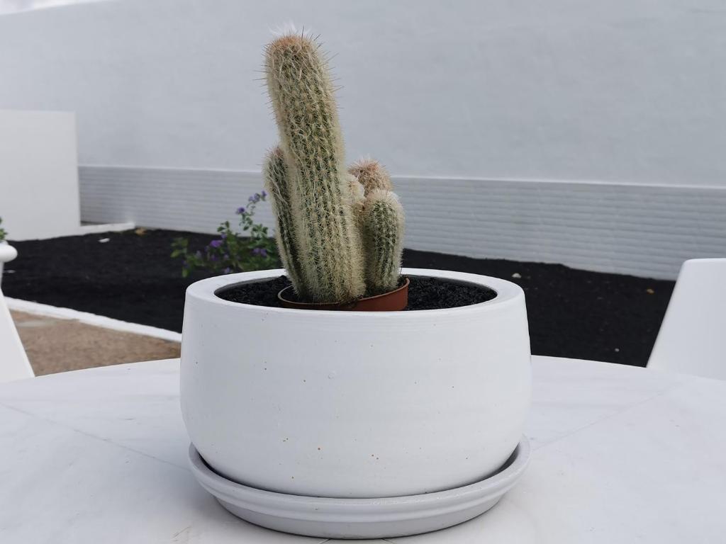 Fotografia z galérie ubytovania Apartamentos Anjomacar A v destinácii Teguise